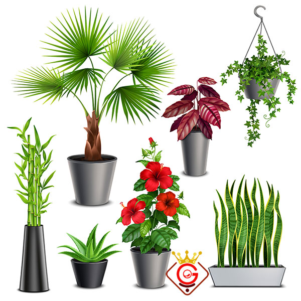 فروشگاه آنلاین گل گلزاروب